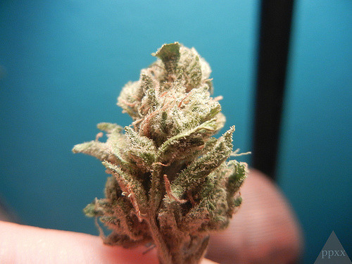 cannablissss:  Sour Diesel Lemon Kush 