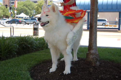 ianbrooks: Amaterasu Cosplay Deviantart user volko-dav has a Samoyed dog that just so happ
