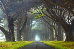 sunsurfer:  Tree Tunnel, Point Reyes National Seashore, California  photo via theworldwelivin By PatrickSmithPhotography  