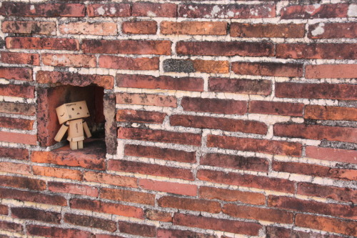 Danbo got trapped in a wall :B