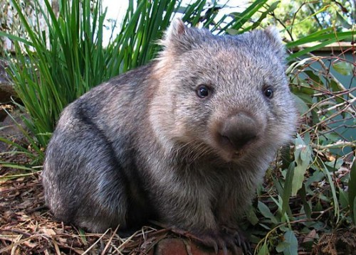 Porn twopoint0h:  I want a Wombat. >.<  photos