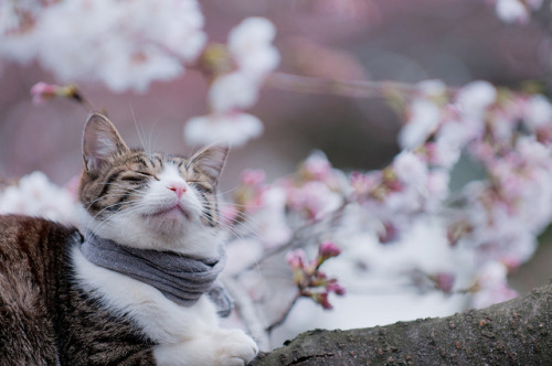 221cbakerstreet:I don’t know why you’d put a scarf on a cat but it’s cute