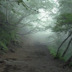 japanlove:  Suicide Forest, Aokigahara, Japan,