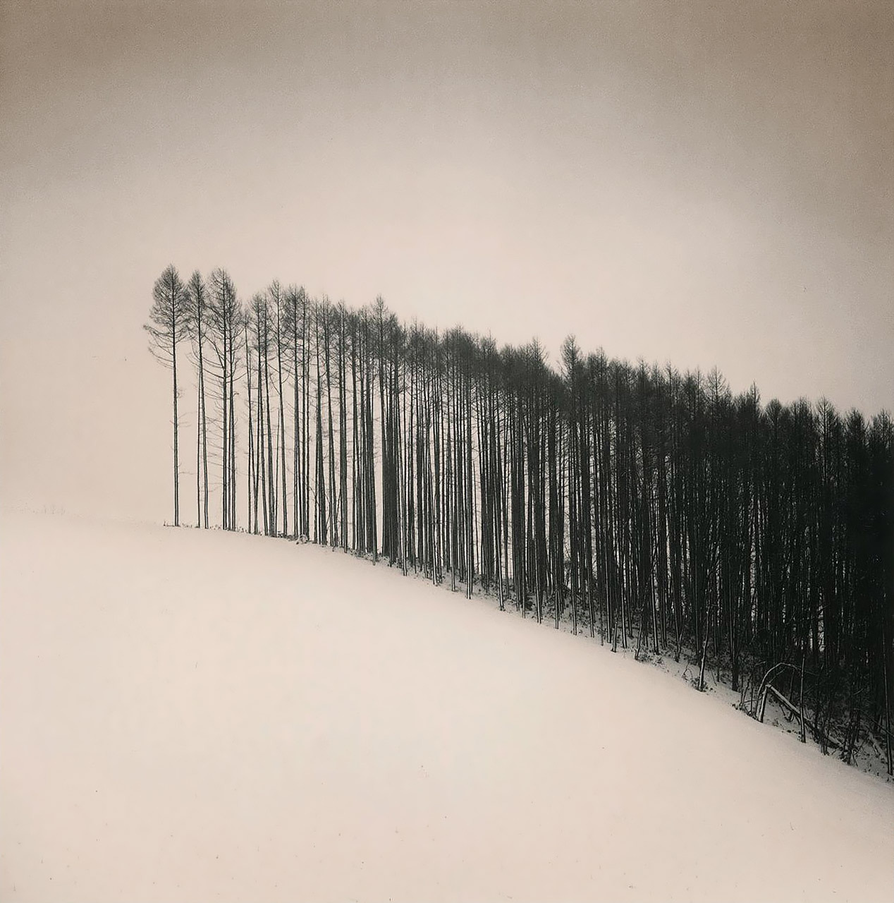 Forest Edge, Hokuto, Hokkaido, Japan photo by Michael Kenna, 2004