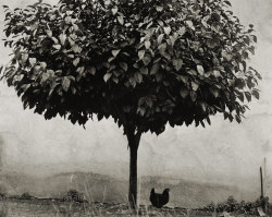 La poule et l'arbre photo by Edouard Boubat,