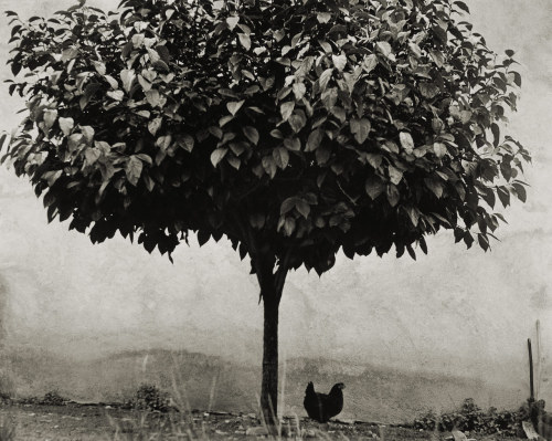 La poule et l'arbre photo by Edouard Boubat, 1950