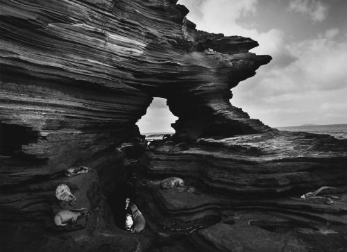 Sea Lions at Puerto Egas in James Bay, The Galapagos photo by Sebastiäo Salgado,  Genesis series 2004