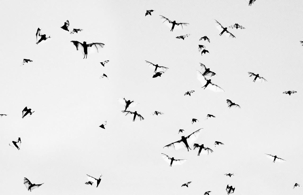 Plague of flying foxes Mataranka, Outback Northern Territory, Australia; photo by