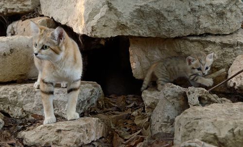 tikpssh:Rare Sand Kitten Birth Gives Hope for ConservationAfter 63 days of gestation, a rare Sand Ca