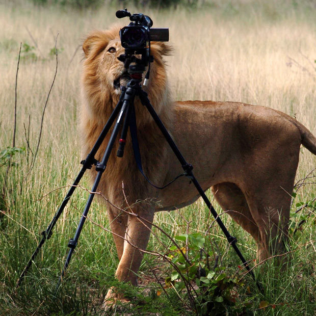 jonwithabullet-deactivated20190:  A lion decides he’s had enough of being photographed