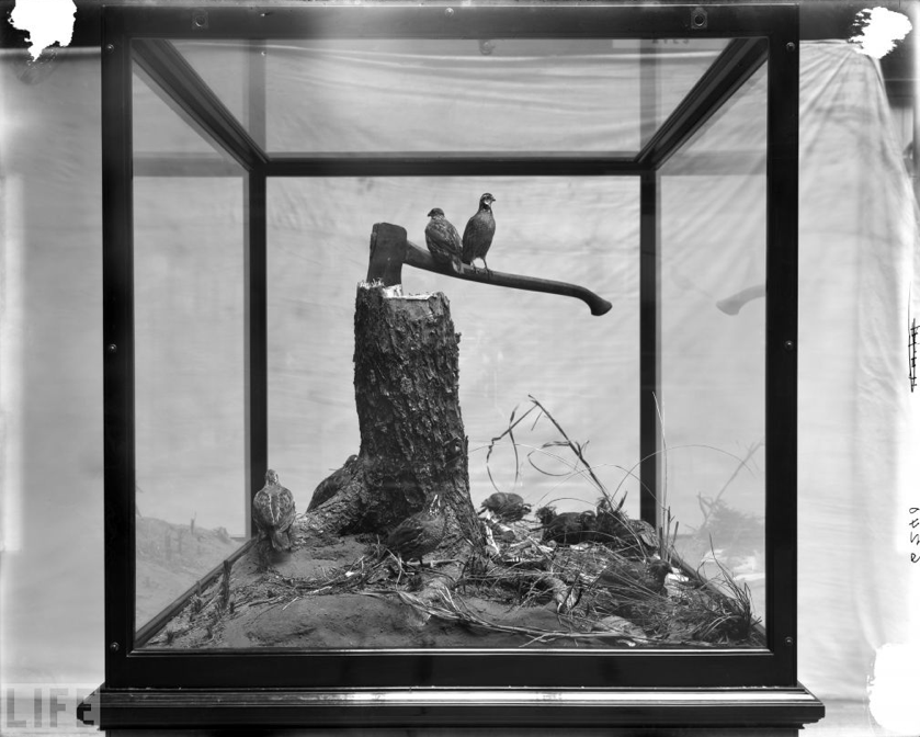wanderingfalcon:
“ Diorama at the Field Museum in Chicago
”