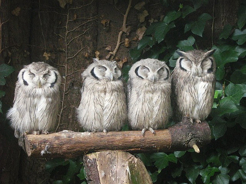 Curios