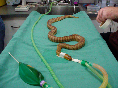 girlssports:deformutilation:Snake being sedated before surgery to remove a tumor.;__; omg