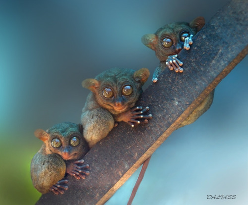rhamphotheca:creepicrawlies: Tarsiers will eat your soul… (Author: abeer)