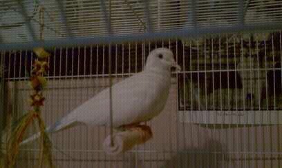 Meet the Dove
