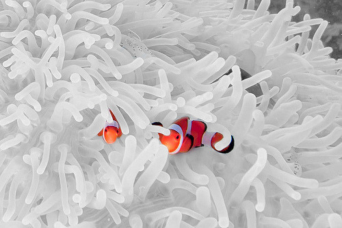 exusus:  Silky Clowns (by Paul Cowell) 