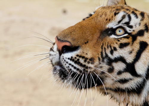 felinesmiles:Tiger by doug88888 on Flickr.