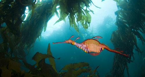 Weedy Sea Dragon – Gerald Nowak/agefotostock © (Bing United States)