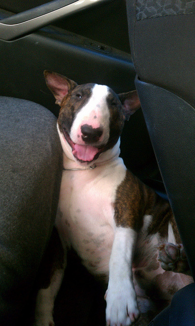 bullterrierlove: Happy Furry Friday, Flickr Friends! (by Mike and Rae)
