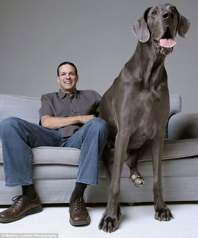 wutangdrava:  discoverynews:  Meet George, the Great Dane who is the world’s largest