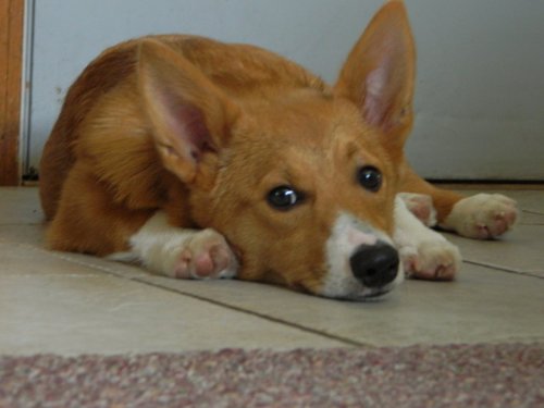 corgiaddict:  My 6 month old pembroke, Benny…pooped out after playtime. Submitted by Jenn 