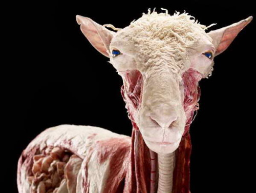 dead-animal-skulls:  Plastinated sheep 