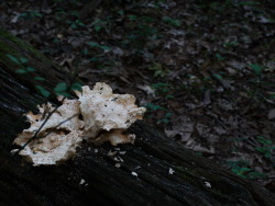  Its a fungus! 