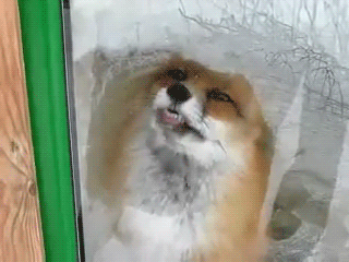 the-absolute-funniest-posts:  catolicious: Foxface you so goofy  Firefox has encountered a problem with Windows Firefox has encountered a problem with Windows Firefox has encountered a problem with Windows Firefox has encountered a problem with Windows