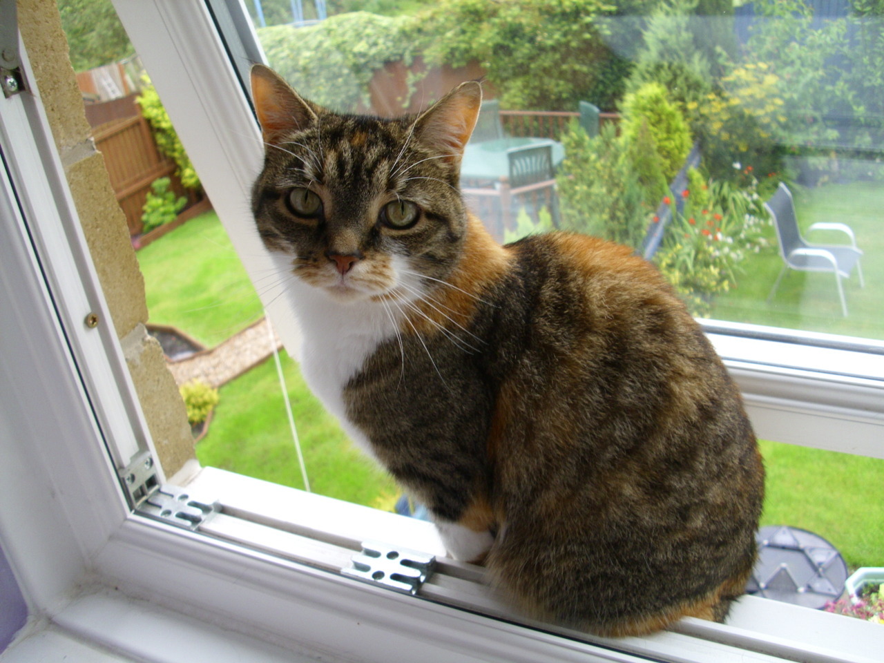 fuckyeahfelines:
“ This is my cat thursday being a bit of an idiot, instead of going outside like a normal person/cat she just sits on the outside window sill.. I worry this is how she will die…
”