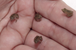 bonnikins:  comrade-ringo:  waterbears:  I want you to look at the tiny frogs  fruggiessss  ribbit 