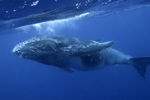 animalsareforlovers:  World’s Loneliest Whale Sings at the Wrong Frequency by Jaymi Heimbuch  We’ve heard about whales suffering from loneliness due to overhunting. There’s simply fewer of their species for them to communicate with. But what about