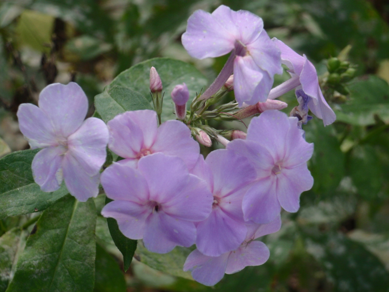 stopped and smelled the flowers while on run in Iowa