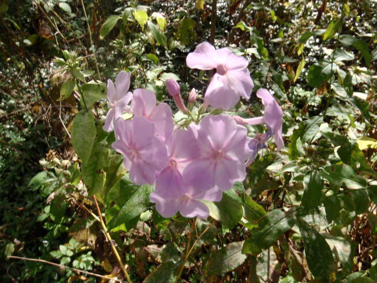 stopped and smelled the flowers while on run in Iowa