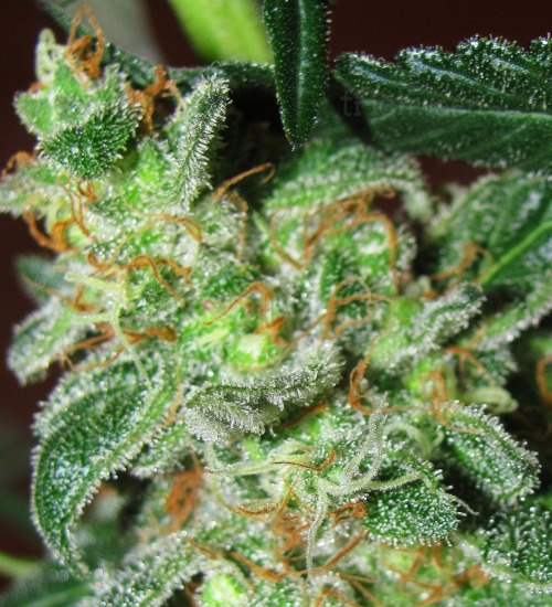 Medical Marijuana Stop