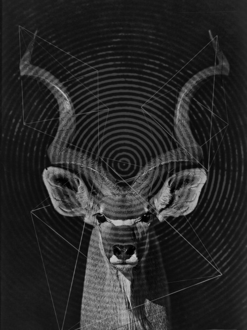 greyfaced:  tragelaphus by: Gabriel Zambrano 