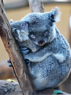 longhairandtanskin:  cuddle time soooo cute