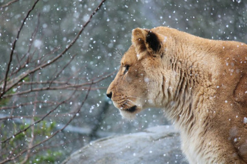 Lion at wellington zoo braving out the snow 