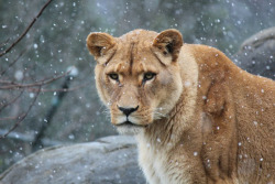 Pretty lion in the pretty snow at wellington zoo