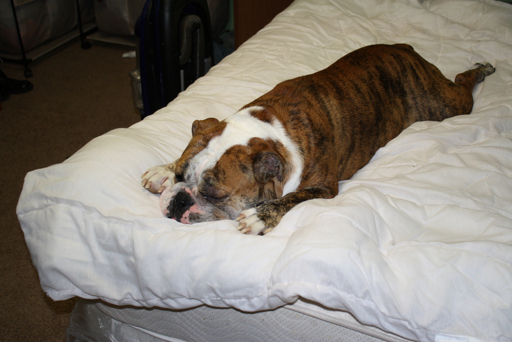 English Bulldog Love