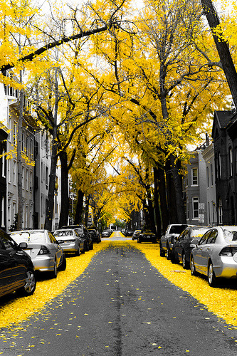 Yellow Ginko Tree Leaves in Washington DC (by Paul Frederiksen)