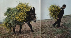 nationalgeographicscans: a farmer and his donkey in Zamora Province haul flowering nabiza, turnip plants, to feed his cattle or to be pressed for vegetable oil. Spain, March 1978