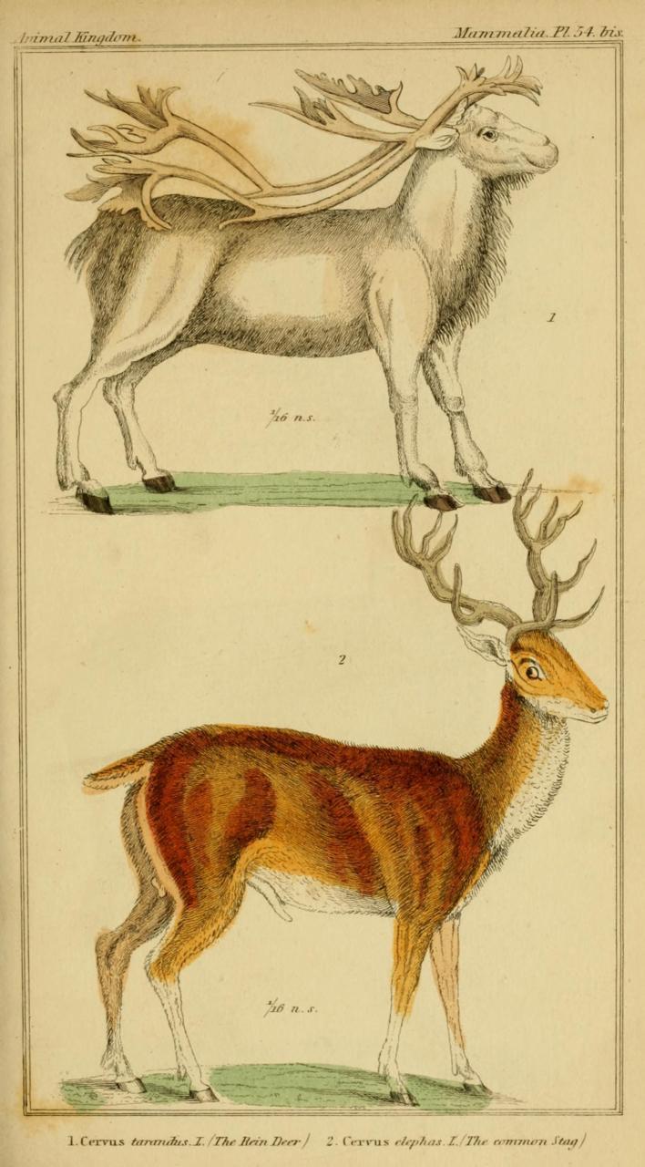 Cuvier Day
Reindeer and roe deer stag.
Cuvier classified organisms into 4 classes: Vertebrata, Articulata (arthropods & segmented worms), Mollusca (considered to be all other squishy invertebrates), and Radiata (Cniderians/Echinoderms).