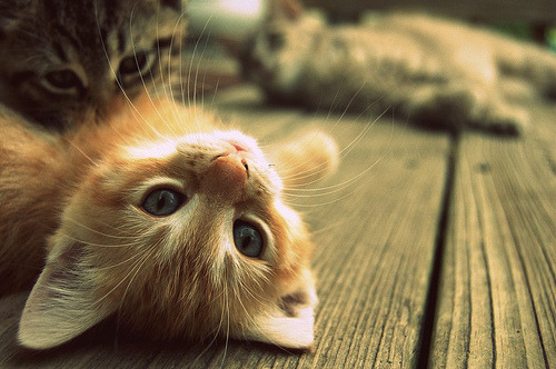 10knotes:  Follow this blog, you will love it on your dashboard  CUTENESS OVERLOAD!!!