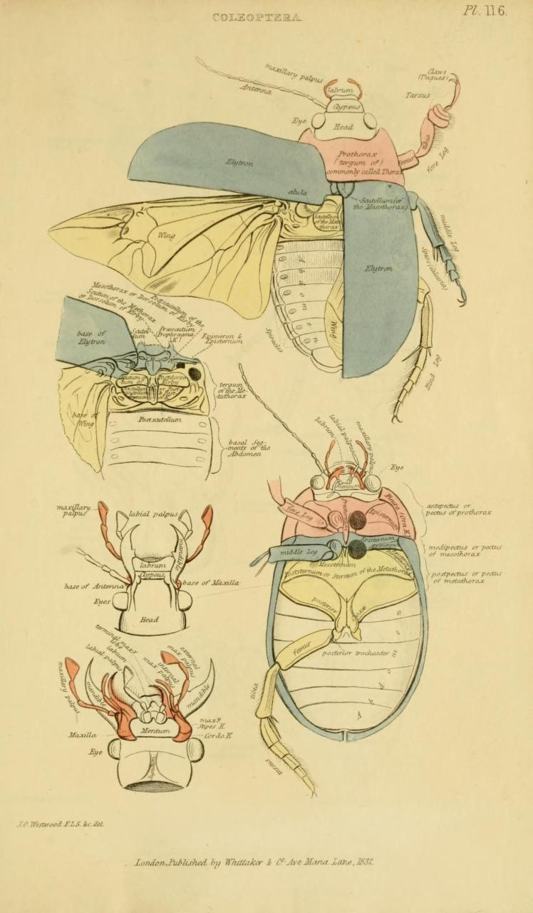 Cuvier Day
Coleoptera anatomy.
Cuvier studied at the Caroline Academy in Stuttgart, and like in all of his other schooling, he excelled at classes. He also learned German (which he had never learned a word of before attending) quickly enough that he...