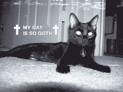 francoiseditelagrivoise:  <3 Goth cats