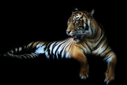 llbwwb:  Tiger  (by namra38)