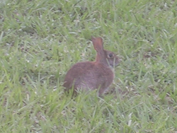 Also s/he was in my yard again Of course