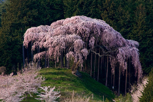 rainbowsandwitheringwinters:  Sakura This tree is over two hundred years old. 