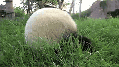 Panda Face