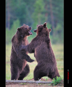 magicalnaturetour:  Brown Bears fighting :) 